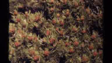 British Columbia Canada (1979): Cacti In America Are Some Of The Most Diverse