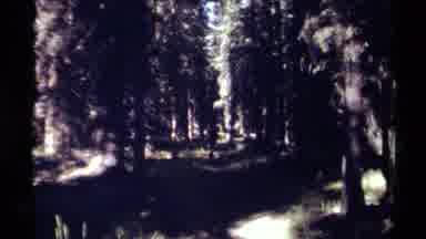 British Columbia Canada (1979): One Person Was Walking In The Forest It Is Covered