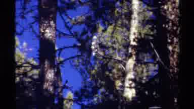 British Columbia Canada (1979): Woman Spots Large Hawk In Tree While Walking In