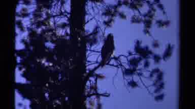British Columbia Canada (1979): Birds Are In The Tree