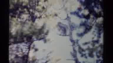 British Columbia Canada (1979): Bird Perches In A Tree And Man Walks On Trail