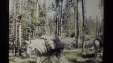 British Columbia Canada (1979): Strong And Beautiful Horses Walk A Tree Lined