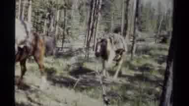 British Columbia Canada (1979): Horse's Being Guided