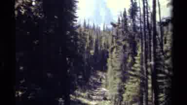 British Columbia Canada (1979): Hundreds Of Tall Evergreen Trees In A Forest Ahead