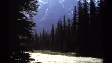 British Columbia Canada (1979): A Video Of The Woods But Nice Green Trees