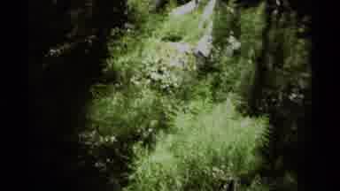 British Columbia Canada (1979): Small Log Cabin Swift River Tall Bright Green