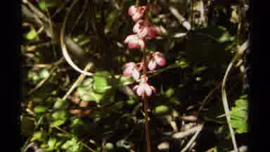 British Columbia Canada (1979): Beautiful Vibrant Colors Of Pink And Purple