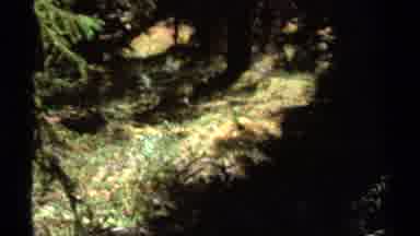British Columbia Canada (1979): Camping Marker In Forest Dense Grass And Wide