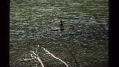 British Columbia Canada (1979): Bird Sitting On A Piece Of Wood In The Middle Of A