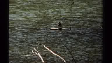 BRITISH COLUMBIA CANADA-1979: Bird Perched On Log In Calm Water