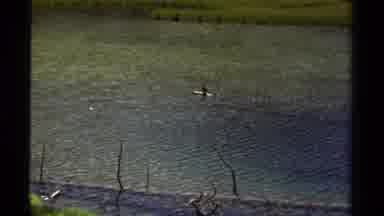 British Columbia Canada (1979): Small Woodland Bird Floating On A Piece Of Wood