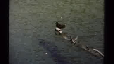 British Columbia Canada (1979): Colored Video Footage Of Bird Sitting On A Tree