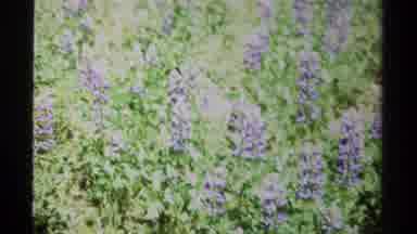 British Columbia Canada (1979): Purple Flowers On The Land With Trees And Pointy