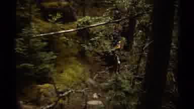 British Columbia Canada (1979): Friends Hiking Going Into The Huge Forest One By