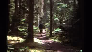 British Columbia Canada (1979): Person With Black Backpack Walks On Forest Path In