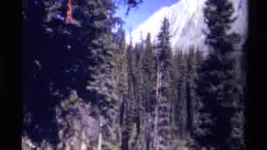 British Columbia Canada (1979): Tall Strong And Historic Pines Amidst A Beautiful
