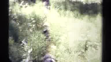 British Columbia Canada (1979): Beauty Of The Nature That Shows An Yellow Flower