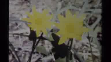 British Columbia Canada (1979): Historical Footage Of Flora On The Edge Of A