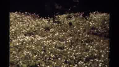 British Columbia Canada (1979): Field Of Small White Blooming Flowers On A Bright