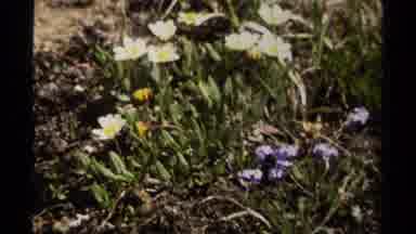 British Columbia Canada (1979): A Hiker Viewing The Mountain Peak And A Scene Of