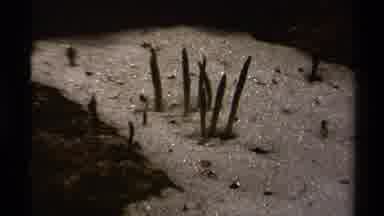 British Columbia Canada (1979): Fertile Land Evergreens And Other Things Come Into