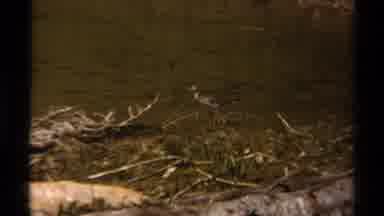 British Columbia Canada (1979): Small Bird At Lake Side Surrounded By Mountains