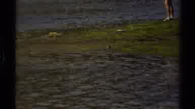 British Columbia Canada (1979): Little Bird Takes A Drink In The Stream As A