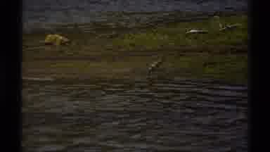 British Columbia Canada (1979): Brown Bird With Long Legs Foraging On The Shore Of