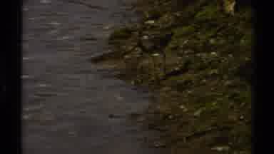 British Columbia Canada (1979): A Geese Enjoying Themselves Drinking Water In The