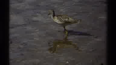 British Columbia Canada (1979): Pretty Bird Searching Through The Wonderful
