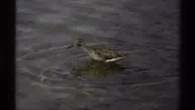British Columbia Canada (1979): Amazing Animal Exploring The Lake And Looking For