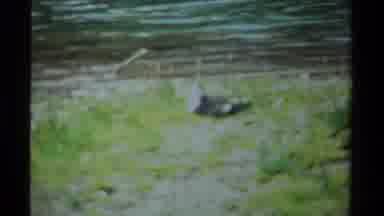 British Columbia Canada (1979): Bird In The Side Of The River