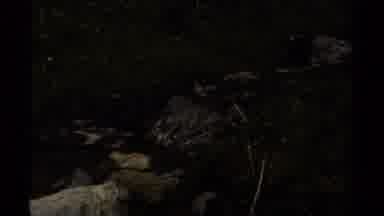 British Columbia Canada (1979): One Bird Standing On A Rock In A Flowing Stream