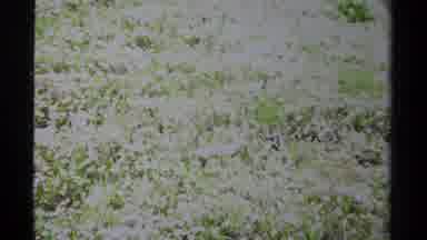 British Columbia Canada (1979): Snow Drift On The Side Of A Mountain With Meadow