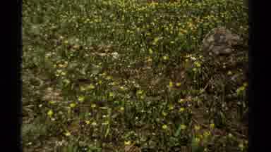 British Columbia Canada (1979): Yellow Flowers In A Field That Are Blowing In The