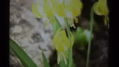 British Columbia Canada (1979): Pretty Yellow Flowers And Medium Sized Grouse Type