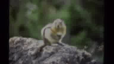 British Columbia Canada (1979): Squirrel Patiently Waiting And Looking For