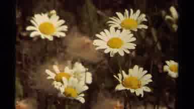 British Columbia Canada (1979): Sweet Smelling Daisies Nestled Among Rocks Both