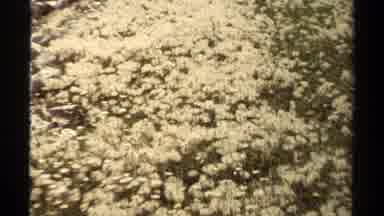British Columbia Canada (1979): Flowers Followed By Rocks Near Water