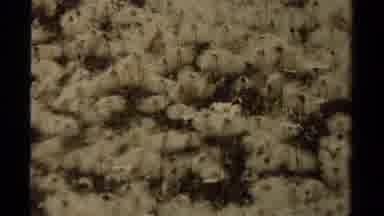 British Columbia Canada (1979): Multiple Close-Up Shots Of Wildflower With Zoom In