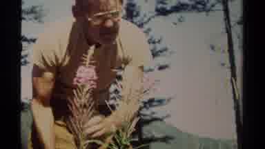 British Columbia Canada (1979): Man Wearing Glasses Looks At Purple Flowers On A