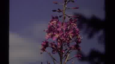 British Columbia Canada (1979): The Blossom Flower Are So Beautiful