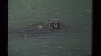 Mendocino California USA (1980): A View Of People In A Boat And Geese Flying Over