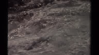Mendocino California USA (1980): A Sea Animal Swimming In The The Lake