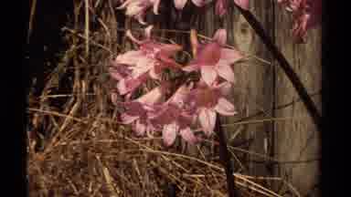 Mendocino California USA (1980): Flower And The House