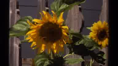Mendocino California USA (1980): Sunflowers Blowing In The Wind Freely Across From