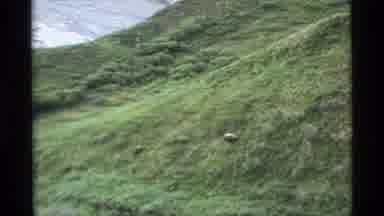 Alaska USA (1977): An Animal Walking In The Forest Enjoying Their Habitat