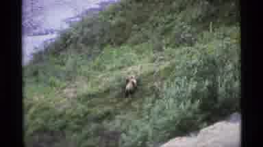 Alaska USA (1977): Bears Filmed Lifesaving Up A Grassy Hill Lock In The Wild