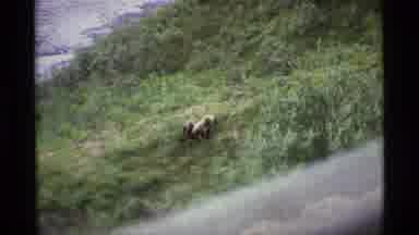 Alaska USA (1977): A Bear Walking And Running In The Forest