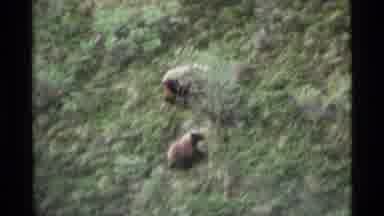Alaska USA (1977): Mama And Baby Bear On A Leisurely Walk Through A Lush Green